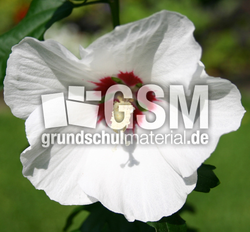 Hibiskus-weiss.jpg